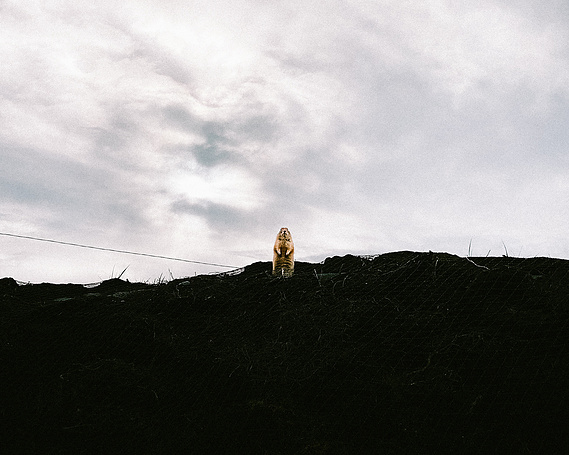 A small animal standing on a dark ridge under a cloudy sky