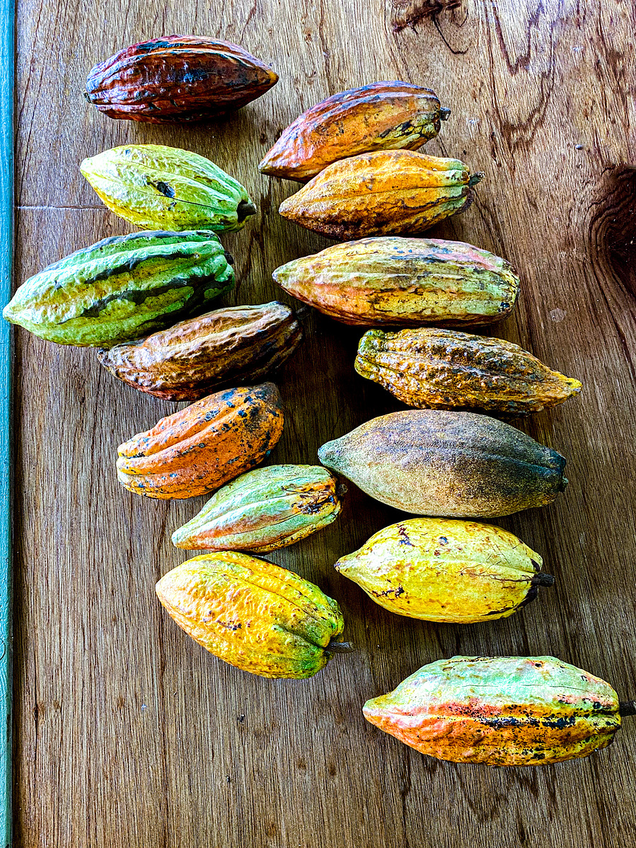 Ripe cacao pods in yellow, green and red on a wooden table