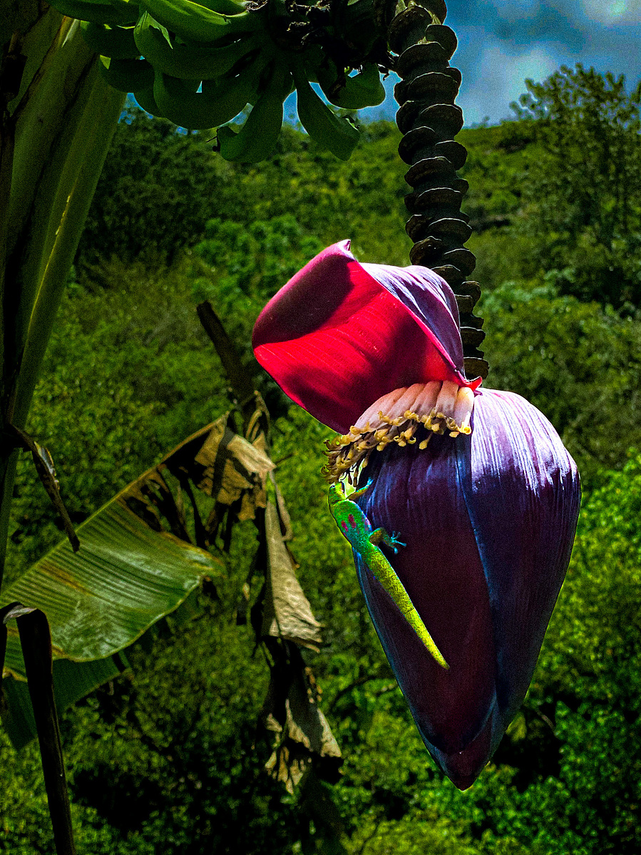 Purple banana flower hanging from a banana plant